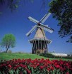 windmill-in-holland